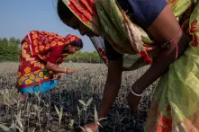 Frauen im Sundarbans-Delta zwischen Indien und Bangladesch