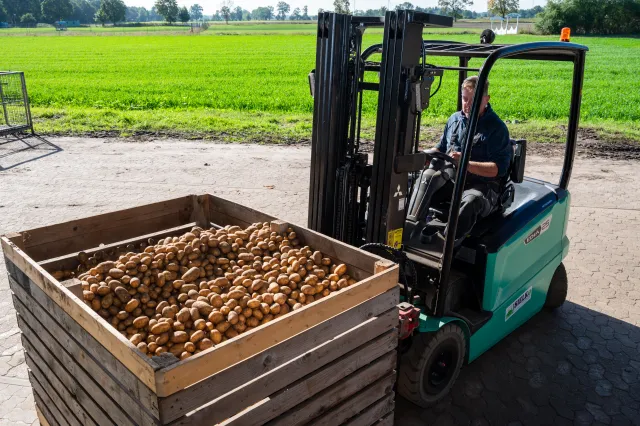 Ein Staplerfahrzeug transportiert Holzkisten voller Kartoffeln