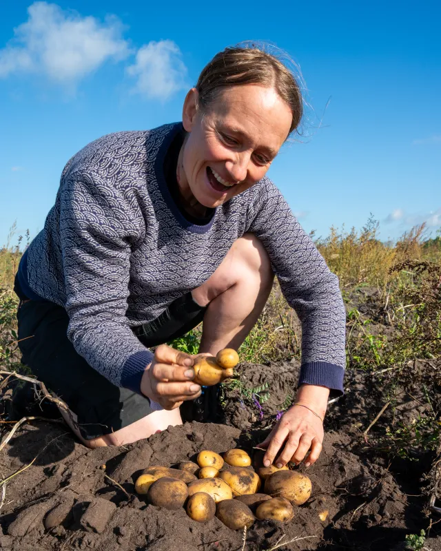 Die Landwirtin Amalie Lohmann buddelt Kartoffeln aus ihrem Acker