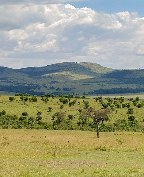 View of a savannah landscape