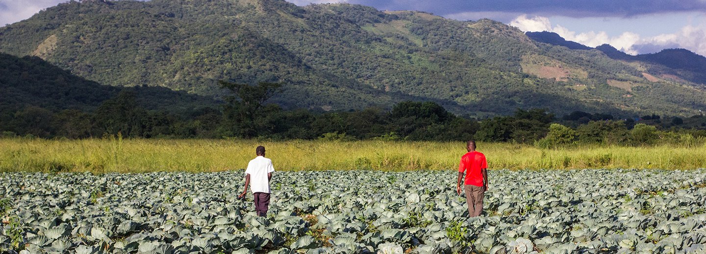 Two farmers in a cabbage field in Africa